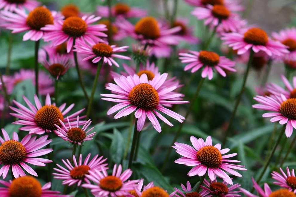 Echinacea - az immunrendszer támogatásáért