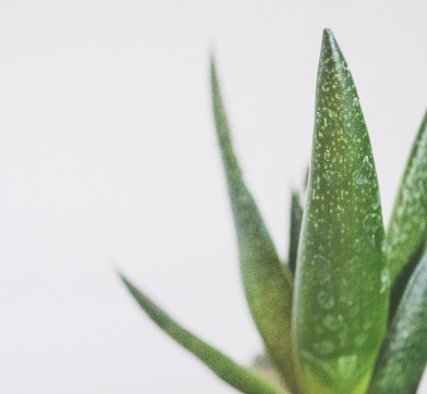 100% aloe vera gél vagy spray